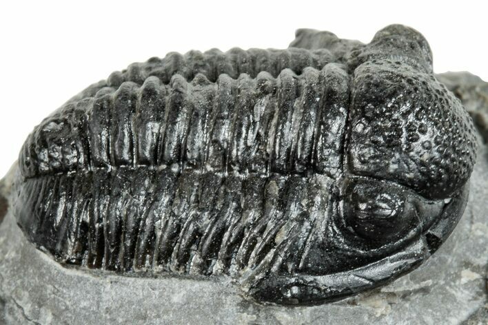 Detailed Gerastos Trilobite Fossil - Morocco #271890